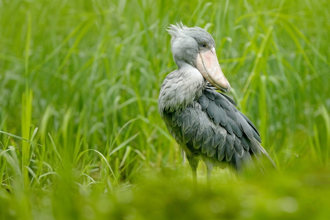 Shoebill Stork